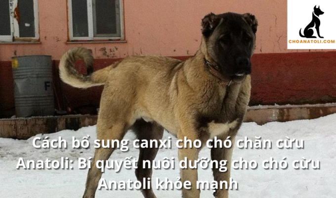 Cách bổ sung canxi cho chó chăn cừu Anatoli: Bí quyết nuôi dưỡng cho chó cừu Anatoli khỏe mạnh