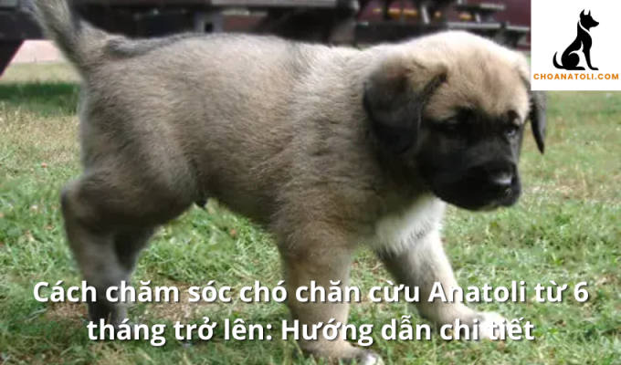 Cách chăm sóc chó chăn cừu Anatoli từ 6 tháng trở lên: Hướng dẫn chi tiết