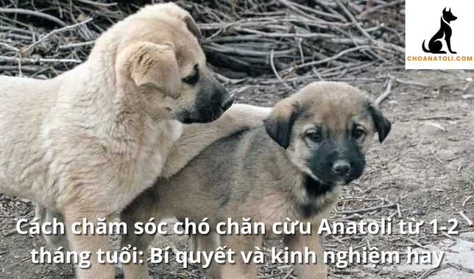 Cách chăm sóc chó chăn cừu Anatoli từ 1-2 tháng tuổi: Bí quyết và kinh nghiệm hay