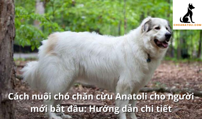 Cách nuôi chó chăn cừu Anatoli cho người mới bắt đầu: Hướng dẫn chi tiết