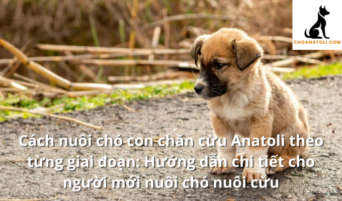 Cách nuôi chó con chăn cừu Anatoli theo từng giai đoạn: Hướng dẫn chi tiết cho người mới nuôi chó nuôi cừu