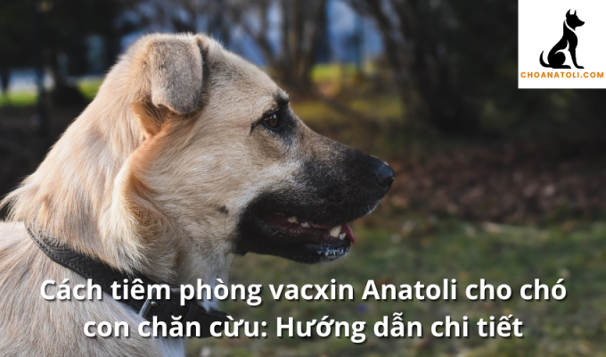 Cách tiêm phòng vacxin Anatoli cho chó con chăn cừu: Hướng dẫn chi tiết