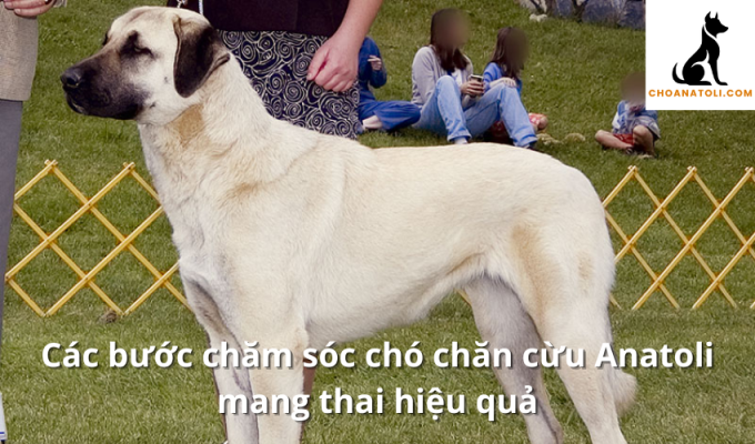 Các bước chăm sóc chó chăn cừu Anatoli mang thai hiệu quả