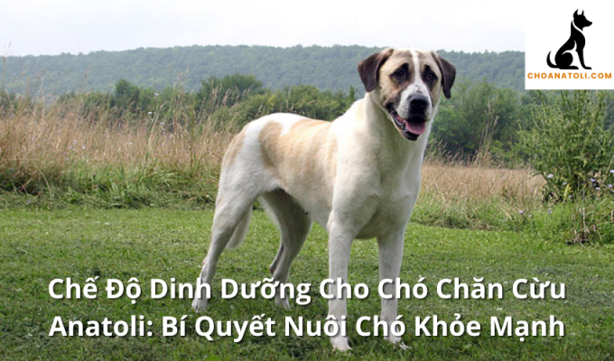 Chế Độ Dinh Dưỡng Cho Chó Chăn Cừu Anatoli: Bí Quyết Nuôi Chó Khỏe Mạnh