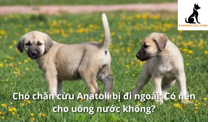 Chó chăn cừu Anatoli bị đi ngoài: Có nên cho uống nước không?