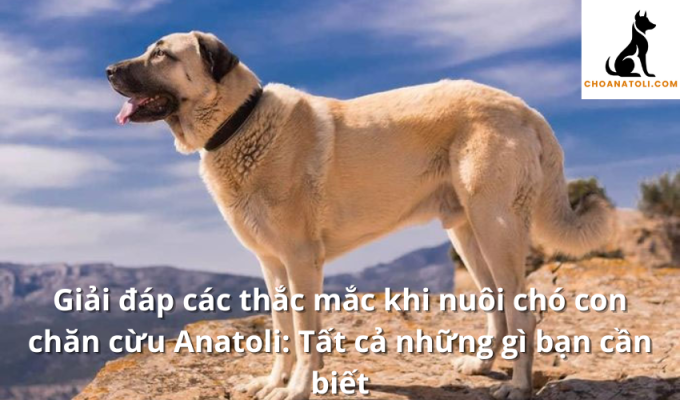 Giải đáp các thắc mắc khi nuôi chó con chăn cừu Anatoli: Tất cả những gì bạn cần biết