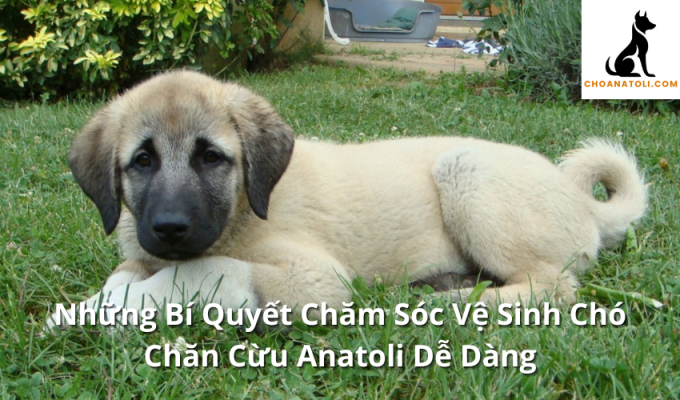 Những Bí Quyết Chăm Sóc Vệ Sinh Chó Chăn Cừu Anatoli Dễ Dàng