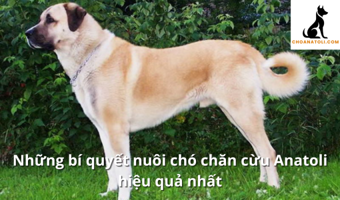 Những bí quyết nuôi chó chăn cừu Anatoli hiệu quả nhất