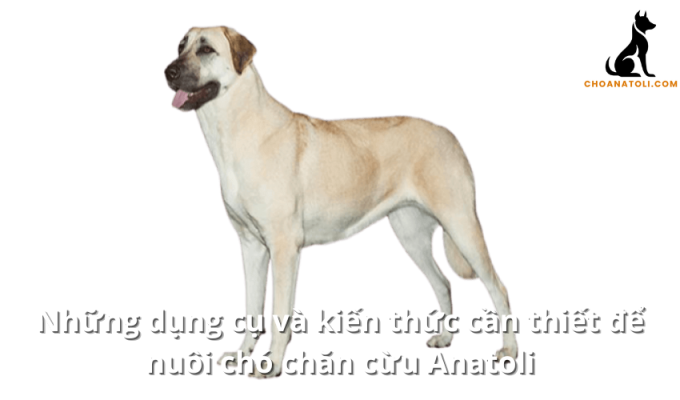 Những dụng cụ và kiến thức cần thiết để nuôi chó chăn cừu Anatoli