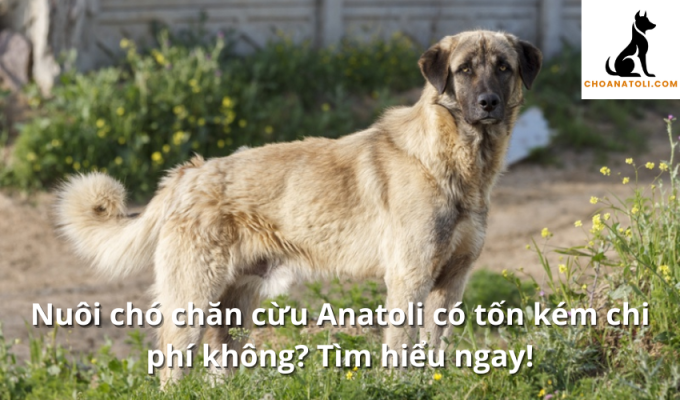 Nuôi chó chăn cừu Anatoli có tốn kém chi phí không? Tìm hiểu ngay!